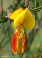/album/my-local-birding-gallery/broom-flower-2-jpg/
